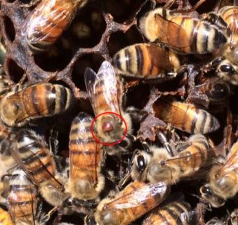 varroa on bee