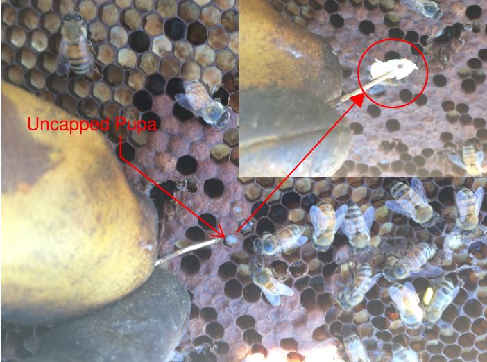 Varroa mite1