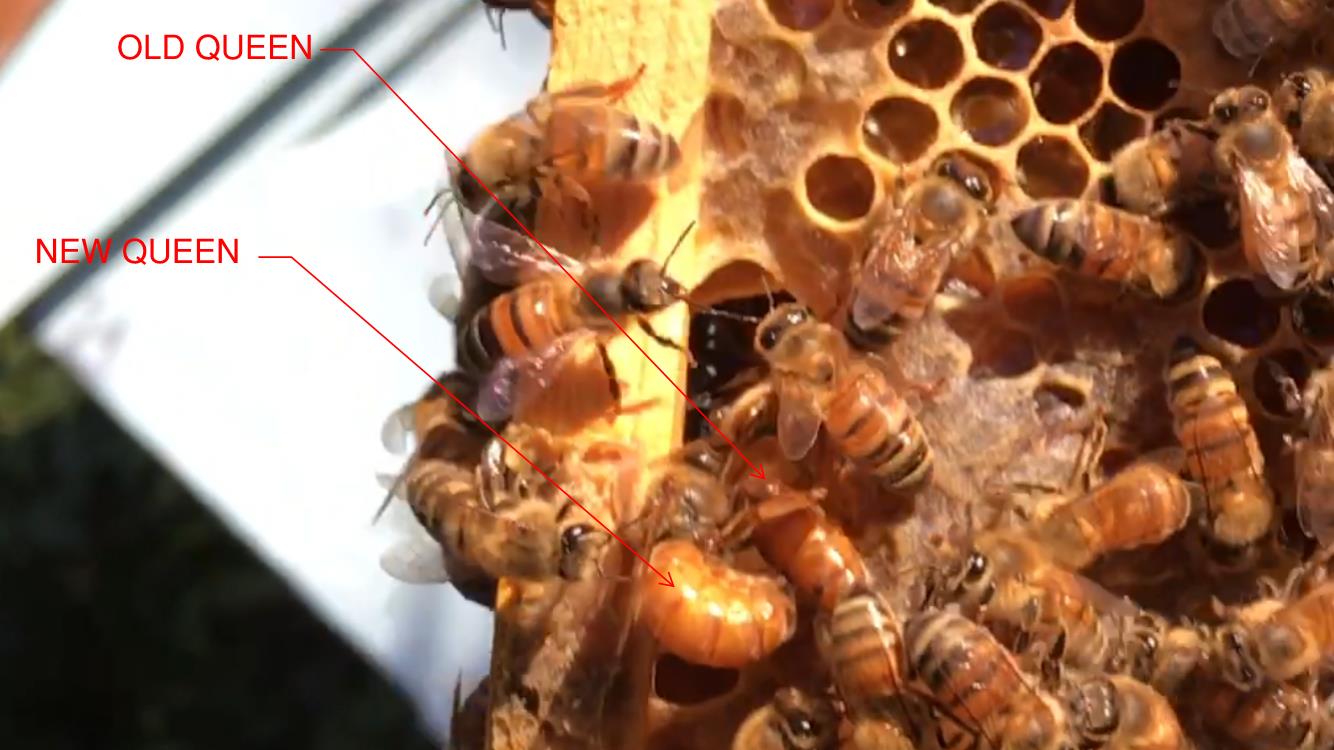 Survivor Bee Traits – Estrada Farms LLC