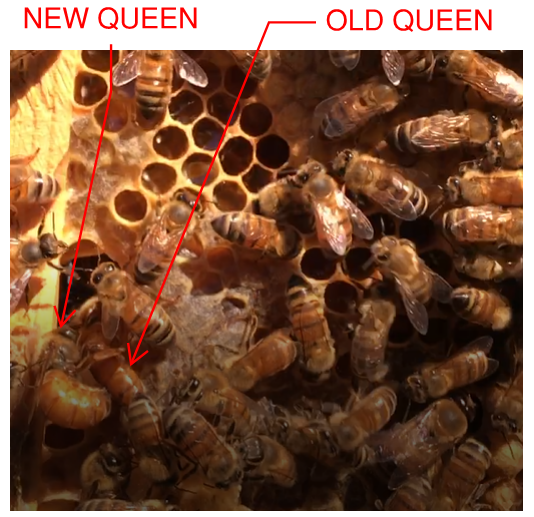 Survivor Bee Traits – Estrada Farms LLC